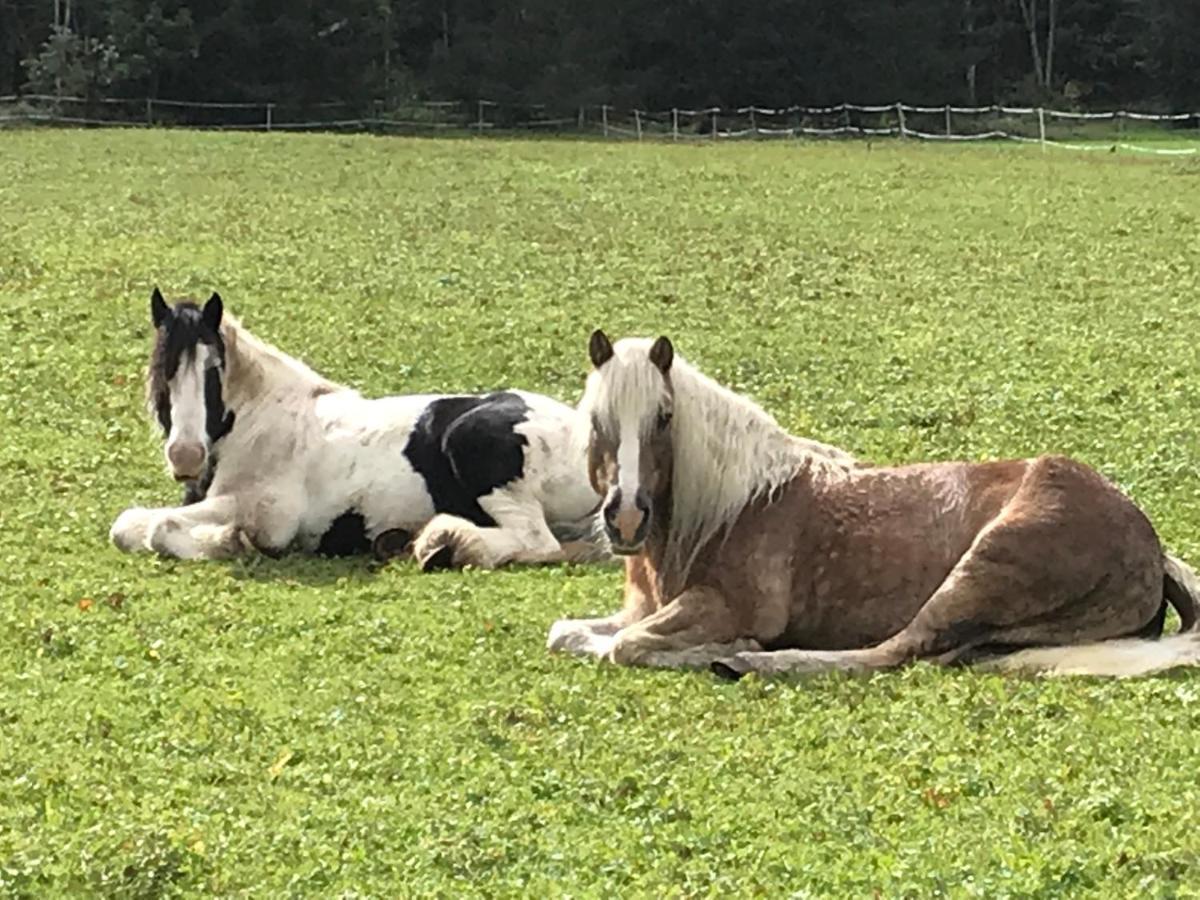 Апартаменты Pony-Ziegen-Hasen-Ranch Бихльбах Экстерьер фото